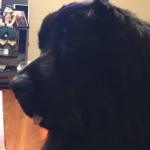 Meet your Posher, Gregory